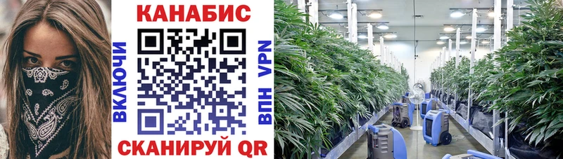Канабис семена  Купить  Сунжа 